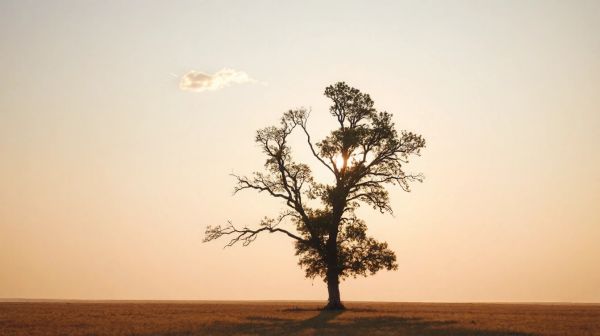 Pourquoi un arbre élevé peut poser des problèmes graves