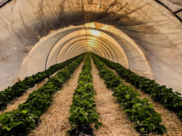 Tunnel de forçage : comment l'installer ?